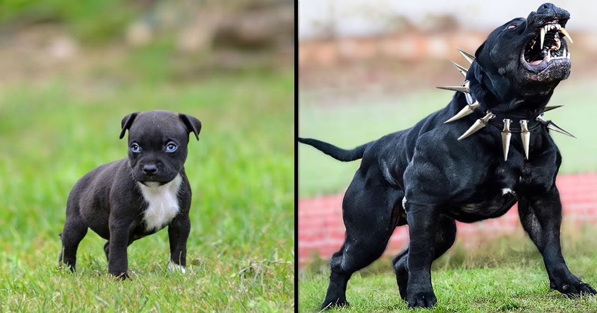 Antes e depois de animais crescendo: Transformações animais incríveis