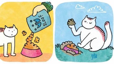 As adoráveis aventuras em quadrinhos de um gato (32 fotos) 45