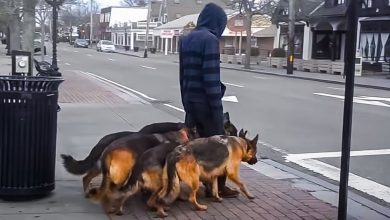 Cachorros multitalentosos: Uma incrível exibição de habilidades 7