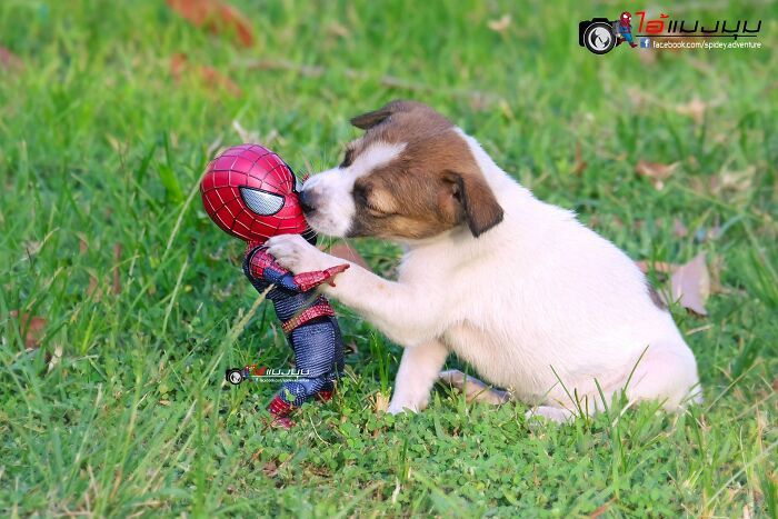 42 cenas divertidas: Bebê Homem-Aranha e animais em situações incríveis 17