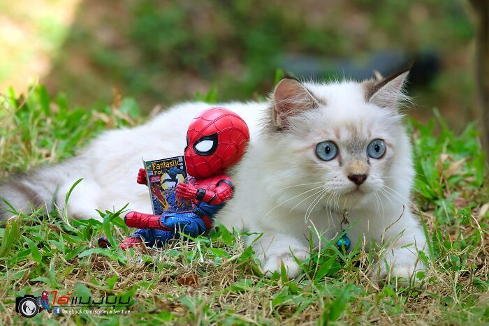 42 cenas divertidas: Bebê Homem-Aranha e animais em situações incríveis 22