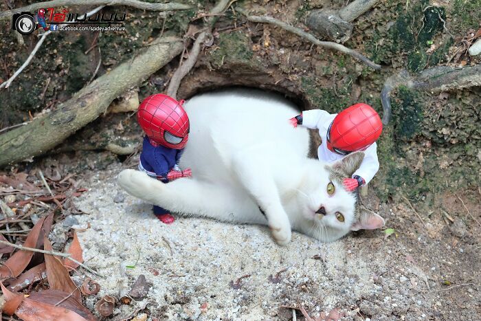 42 cenas divertidas: Bebê Homem-Aranha e animais em situações incríveis 28