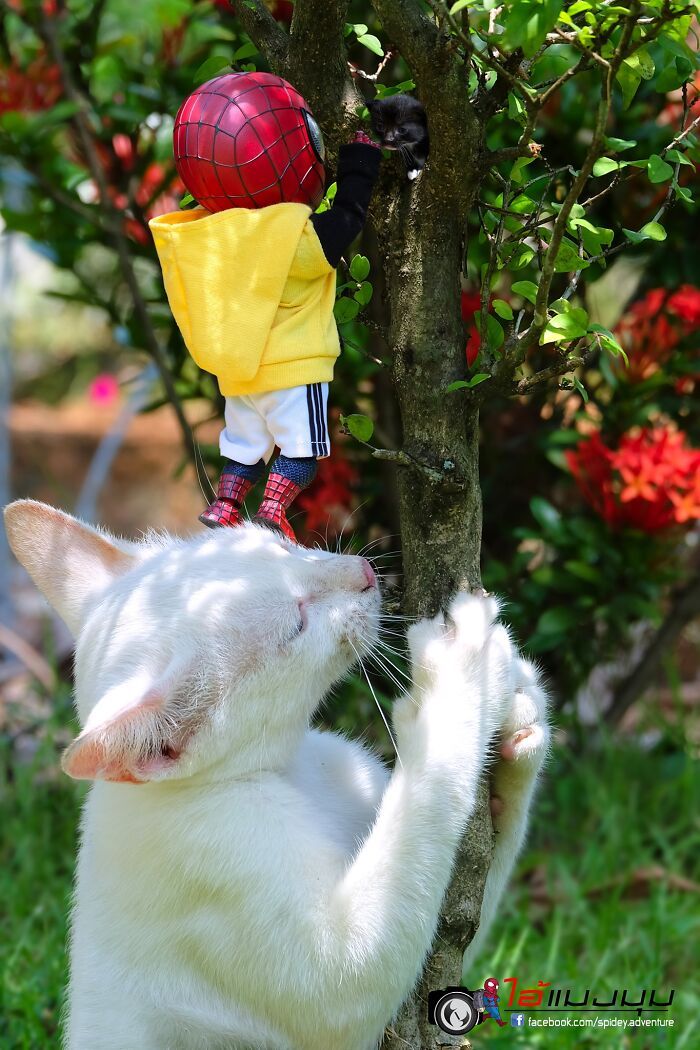 42 cenas divertidas: Bebê Homem-Aranha e animais em situações incríveis 34