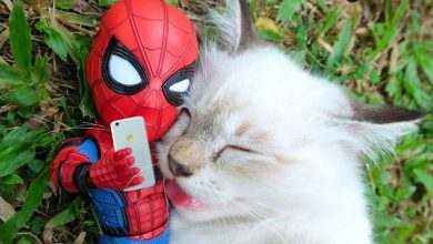 42 cenas divertidas: Bebê Homem-Aranha e animais em situações incríveis 8