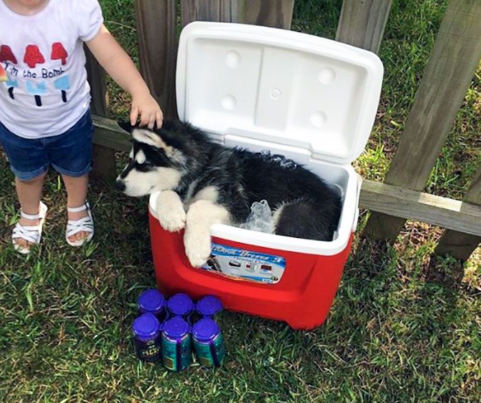 42 adoráveis bichinhos que usaram a criatividade para enfrentar o calor do verão 22