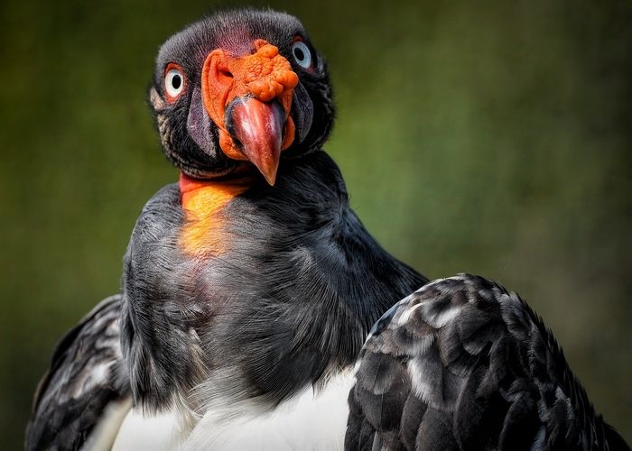 10 animais com significados espirituais negativos para tomar cuidado 2