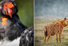 10 animais com significados espirituais negativos para tomar cuidado 11
