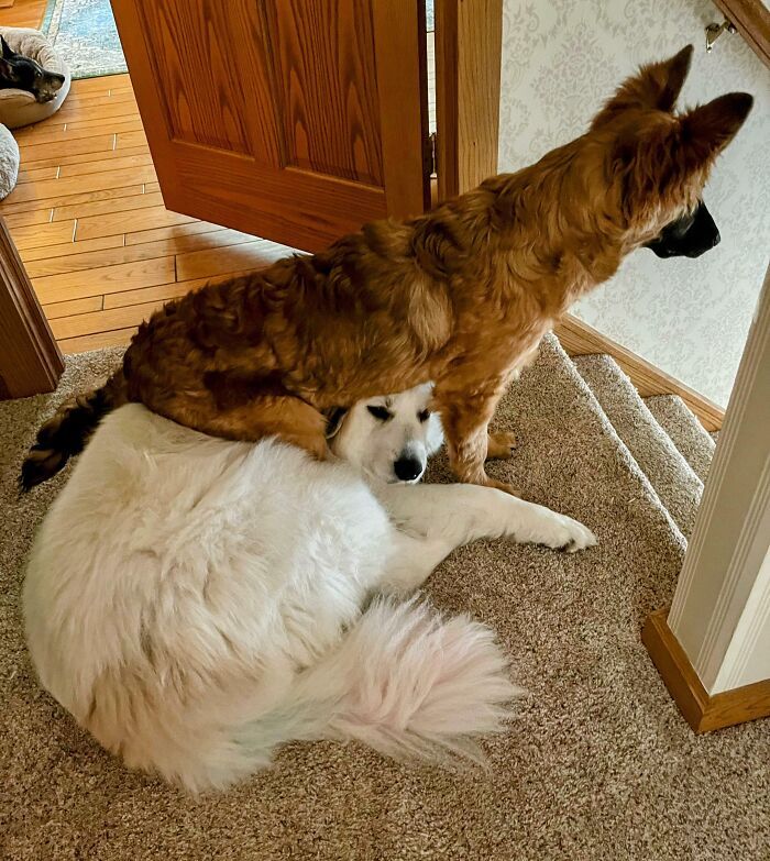 42 momentos hilários em que animais de estimação ignoraram totalmente os limites 2