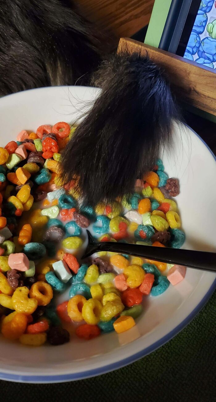 42 momentos hilários em que animais de estimação ignoraram totalmente os limites 4