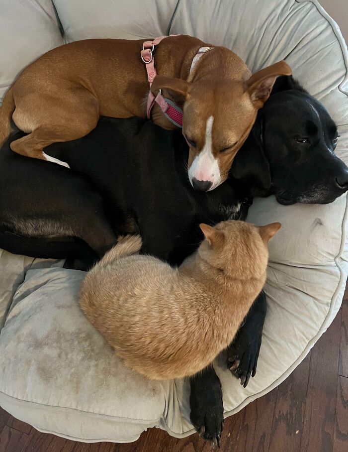 42 momentos hilários em que animais de estimação ignoraram totalmente os limites 6