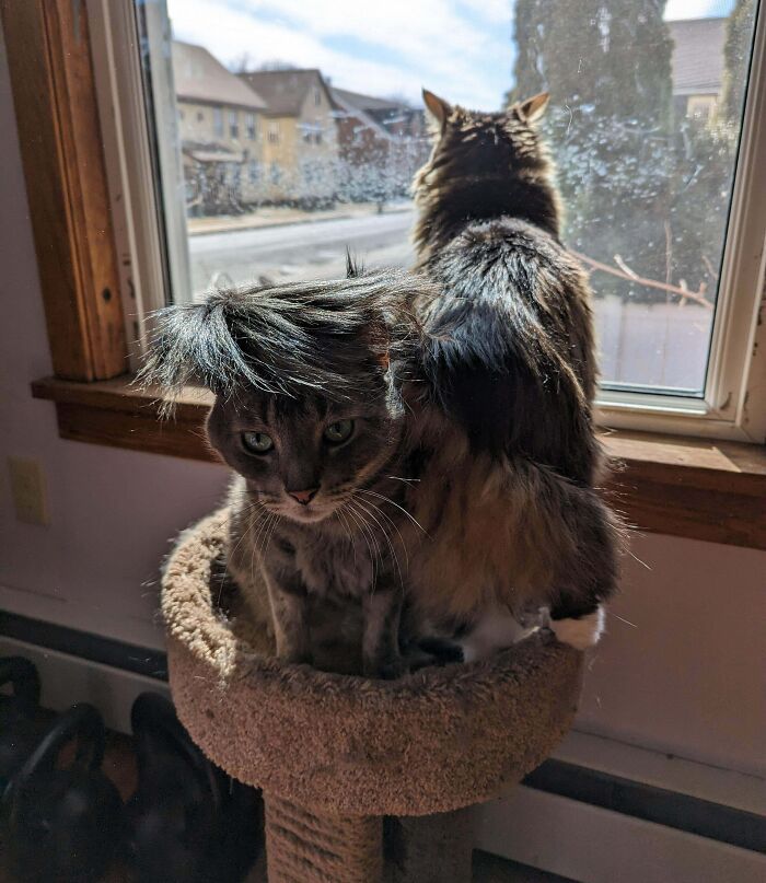 42 momentos hilários em que animais de estimação ignoraram totalmente os limites 7