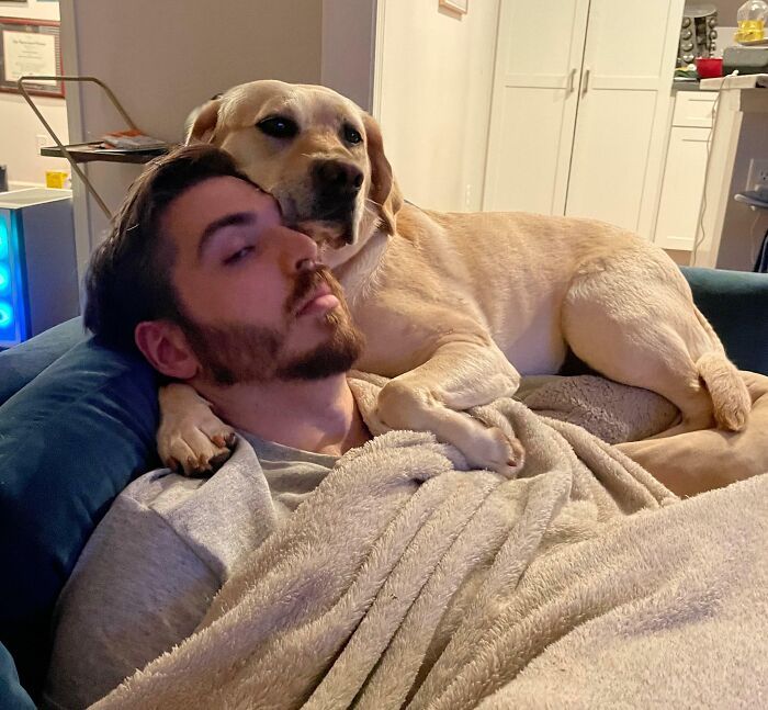 42 momentos hilários em que animais de estimação ignoraram totalmente os limites 9