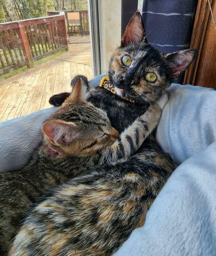 42 momentos hilários em que animais de estimação ignoraram totalmente os limites 10