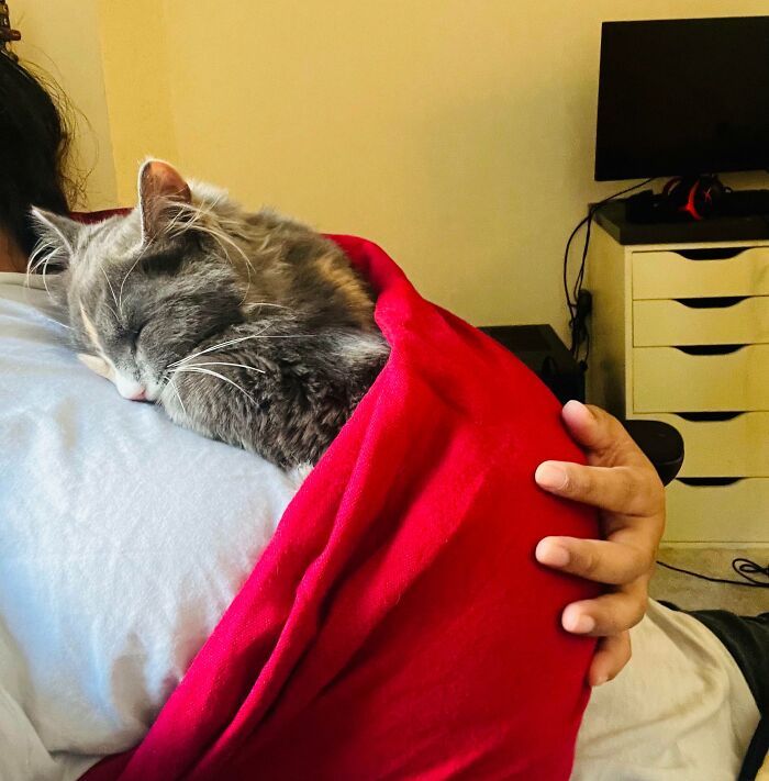 42 momentos hilários em que animais de estimação ignoraram totalmente os limites 11