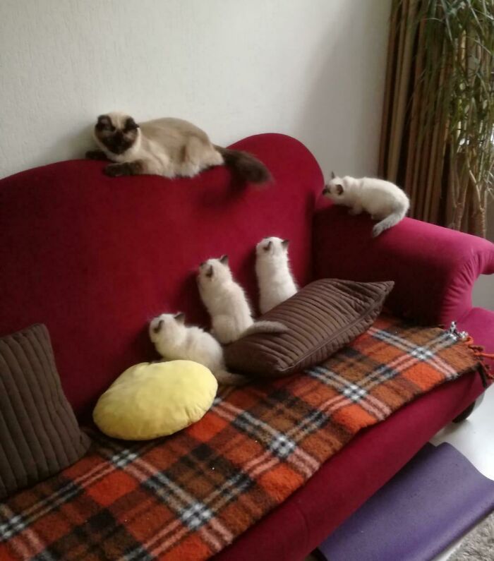 42 momentos hilários em que animais de estimação ignoraram totalmente os limites 20