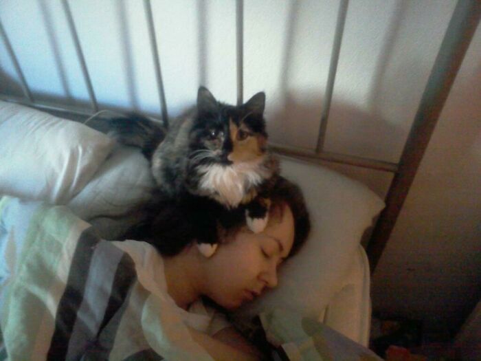 42 momentos hilários em que animais de estimação ignoraram totalmente os limites 21