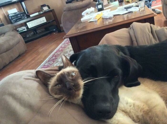 42 momentos hilários em que animais de estimação ignoraram totalmente os limites 23