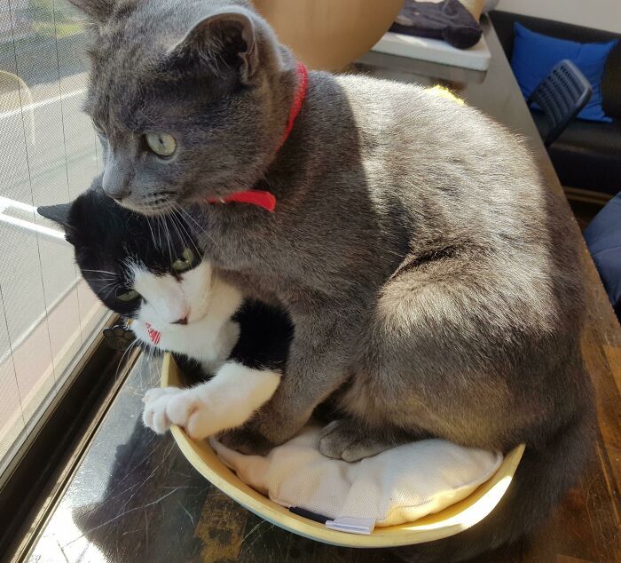 42 momentos hilários em que animais de estimação ignoraram totalmente os limites 24