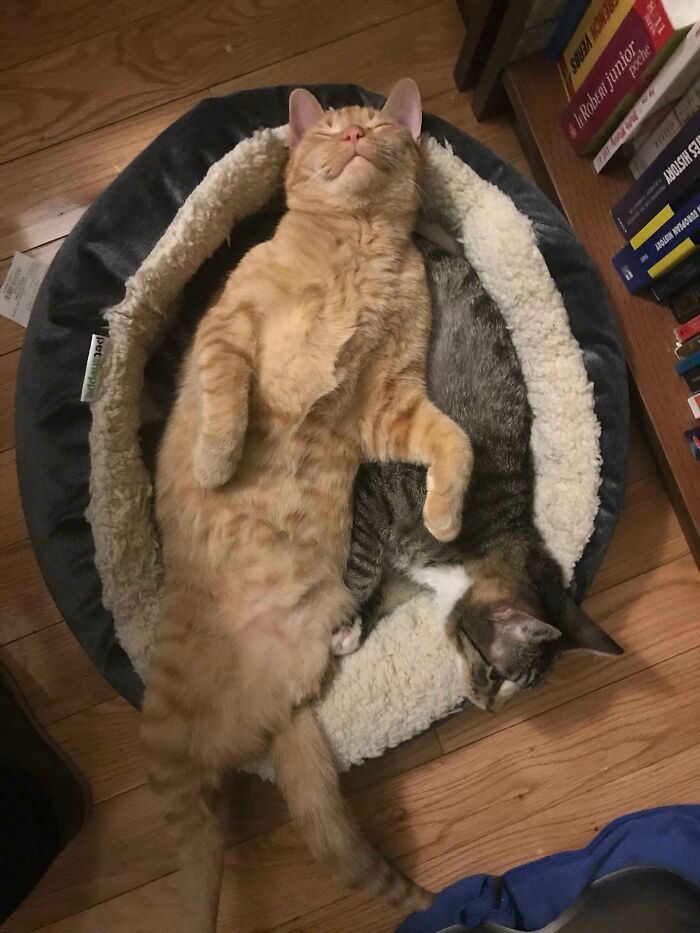 42 momentos hilários em que animais de estimação ignoraram totalmente os limites 26