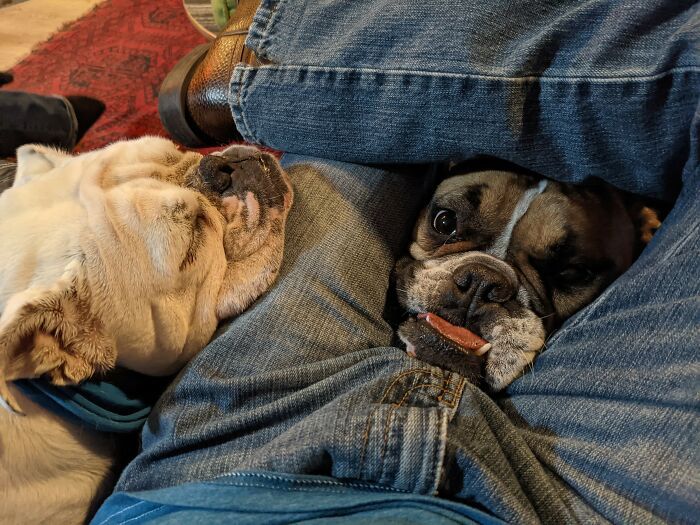 42 momentos hilários em que animais de estimação ignoraram totalmente os limites 27