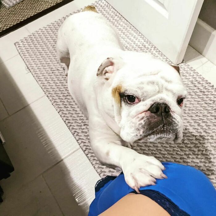 42 momentos hilários em que animais de estimação ignoraram totalmente os limites 28