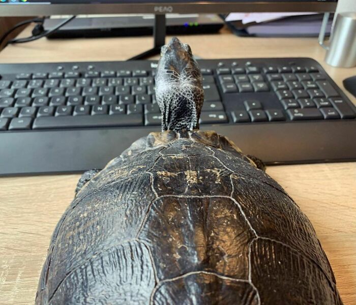 42 momentos hilários em que animais de estimação ignoraram totalmente os limites 30