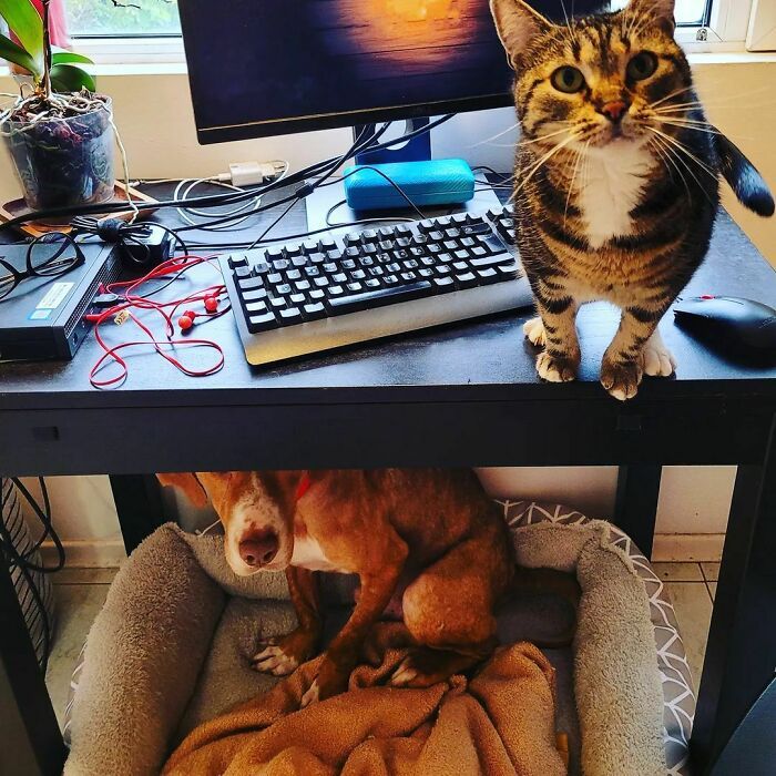 42 momentos hilários em que animais de estimação ignoraram totalmente os limites 31