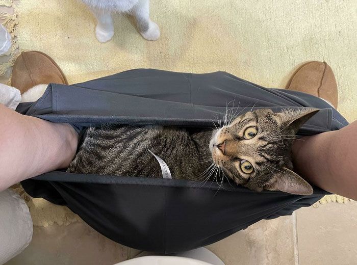 42 momentos hilários em que animais de estimação ignoraram totalmente os limites 33