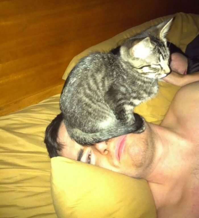 42 momentos hilários em que animais de estimação ignoraram totalmente os limites 34