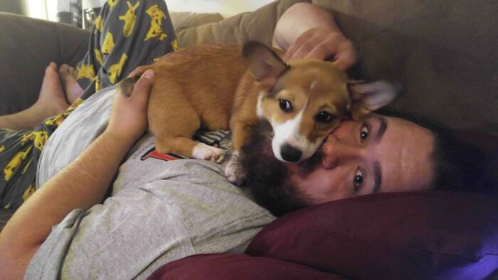 42 momentos hilários em que animais de estimação ignoraram totalmente os limites 35