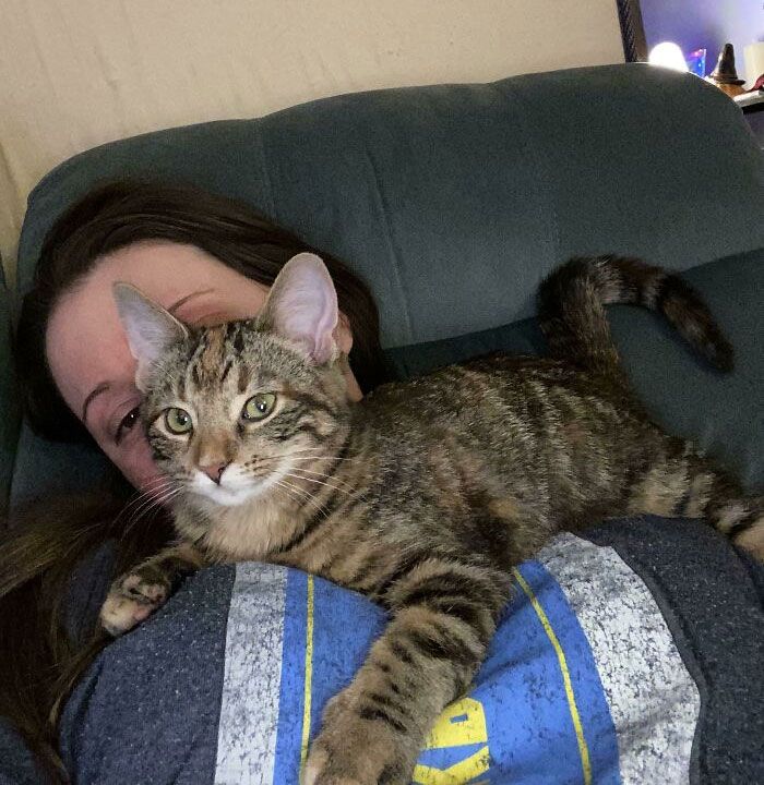 42 momentos hilários em que animais de estimação ignoraram totalmente os limites 36