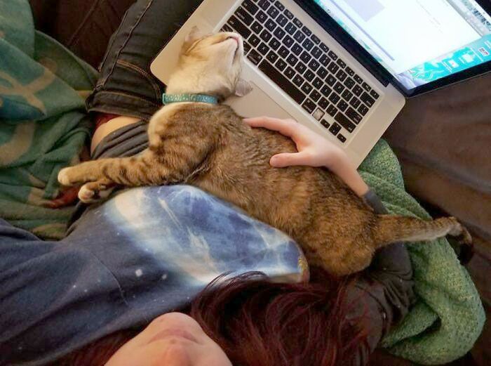 42 momentos hilários em que animais de estimação ignoraram totalmente os limites 37