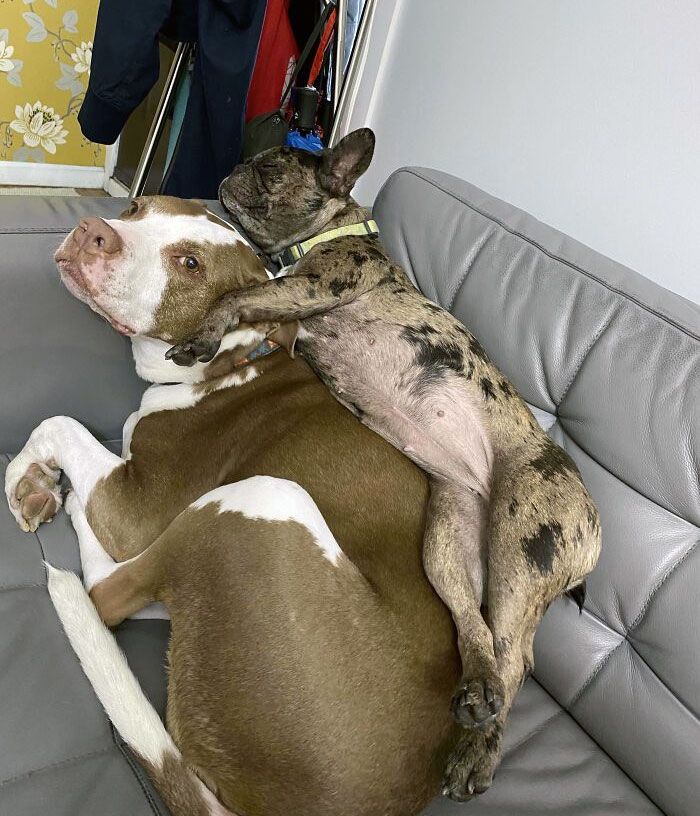 42 momentos hilários em que animais de estimação ignoraram totalmente os limites 38