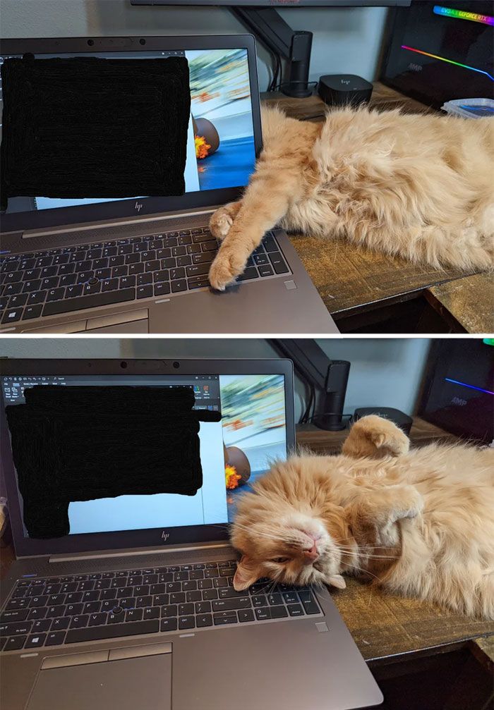 42 momentos hilários em que animais de estimação ignoraram totalmente os limites 39