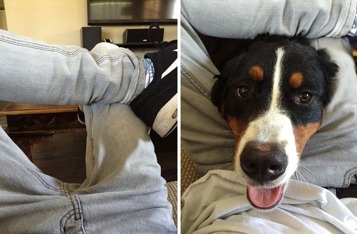 42 momentos hilários em que animais de estimação ignoraram totalmente os limites 40