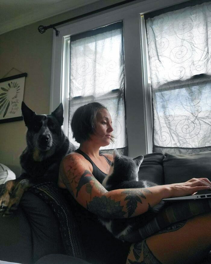 42 momentos hilários em que animais de estimação ignoraram totalmente os limites 42