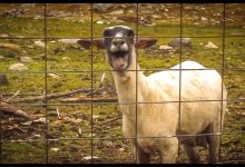 O grito da ovelha 7