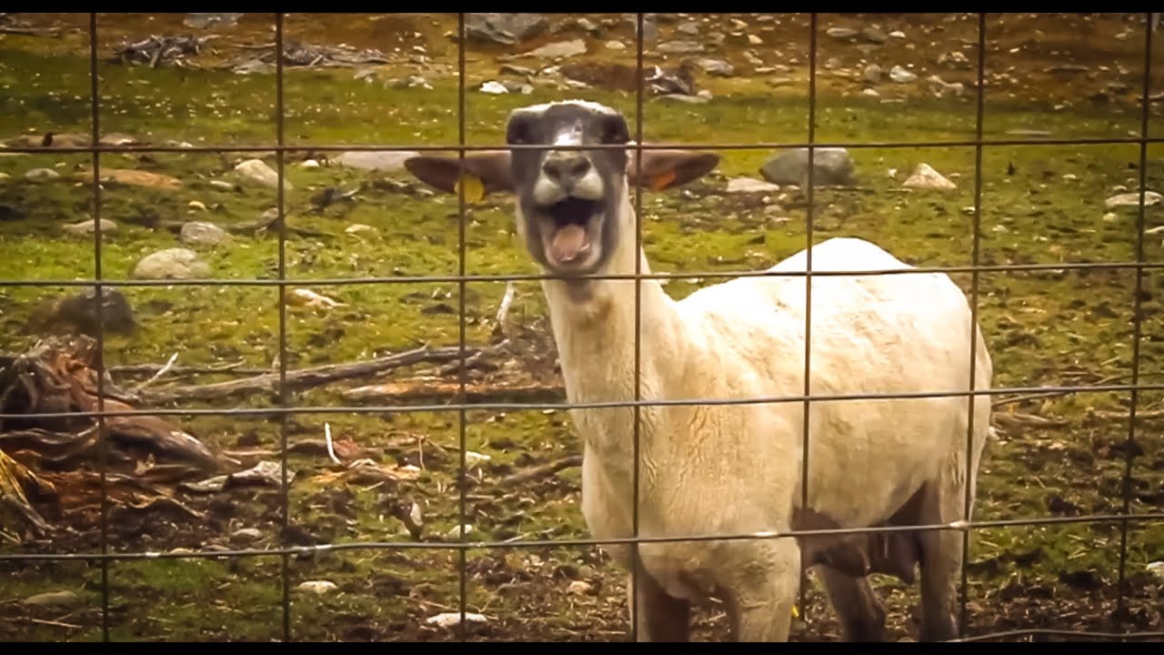 O grito da ovelha 1