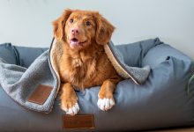 Por que os cães cavam em suas camas? 12