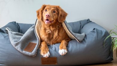 Por que os cães cavam em suas camas? 11