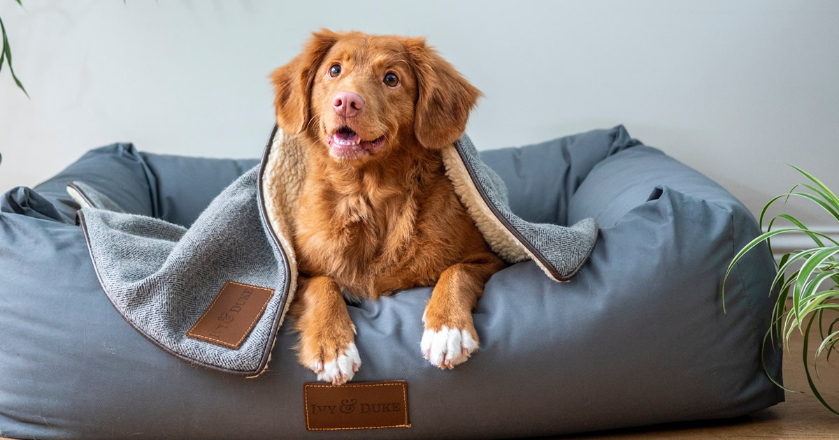 Por que os cães cavam em suas camas?