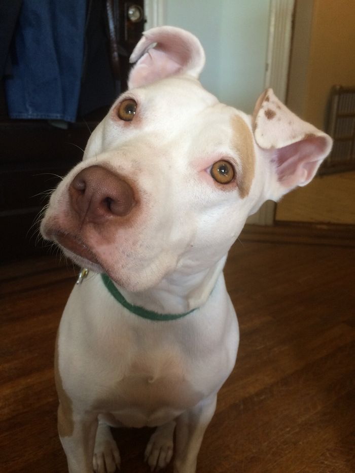 Por que os cães uivam? 5 Principais razões, segundo um veterinário especializado 3