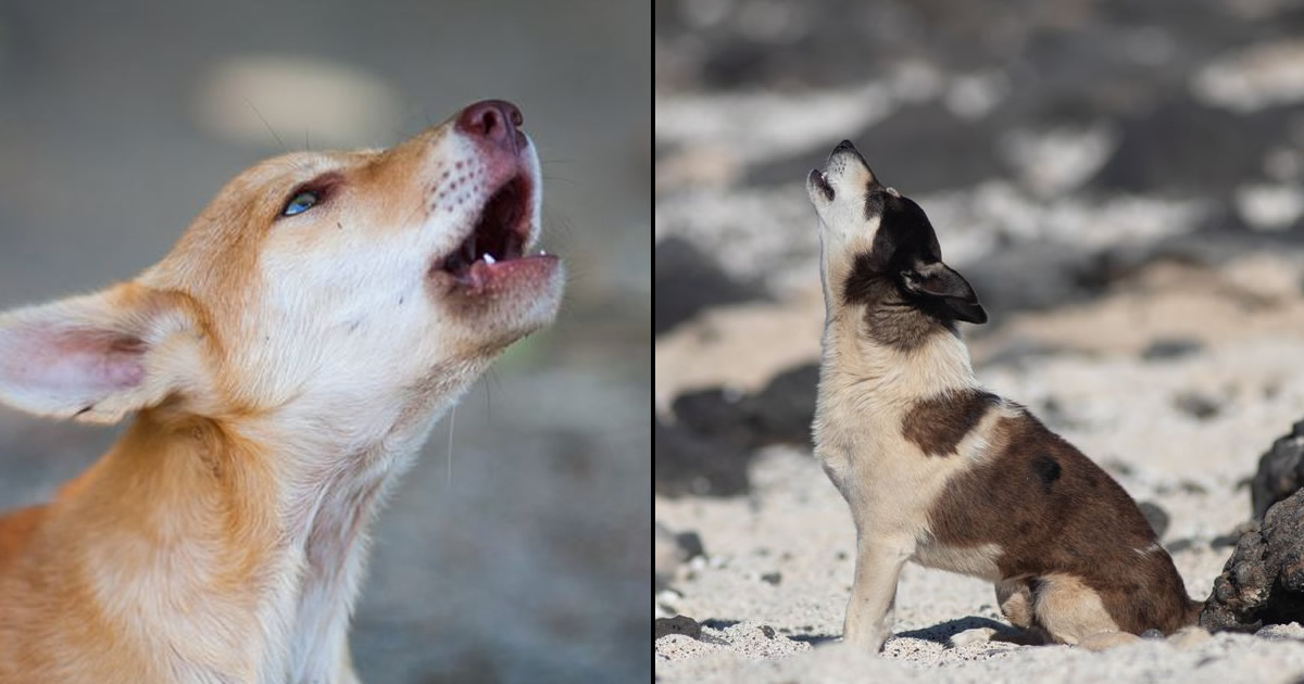 Por que os cães uivam? 5 Principais razões, segundo um veterinário especializado