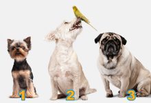 Escolha um cachorro e desvende seu futuro espetacular! 8