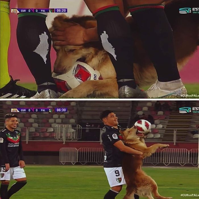 42 imagens de animais que você não pode deixar de ver 1