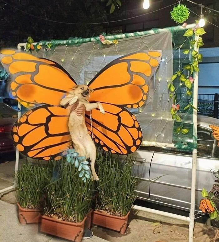 42 imagens de animais que você não pode deixar de ver 3