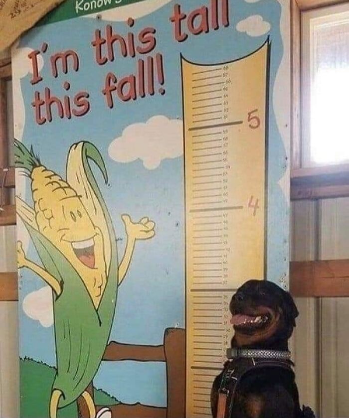 42 imagens de animais que você não pode deixar de ver 4