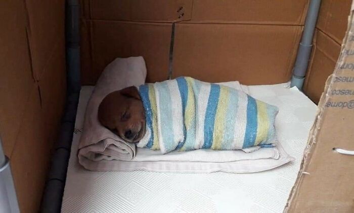 42 imagens de animais que você não pode deixar de ver 5