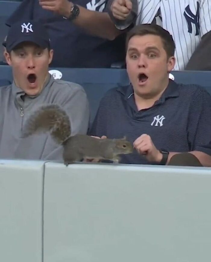 42 imagens de animais que você não pode deixar de ver 6