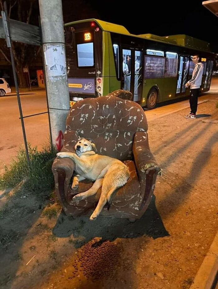 42 imagens de animais que você não pode deixar de ver 8